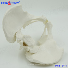 PNT-0111 Medizinisches männliches skelettartiges Pelvismodell